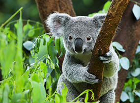 オーストラリア